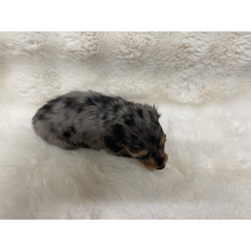 販売中の愛知県のミニチュアダックスフンド(ロングヘアード)-447701の2枚目