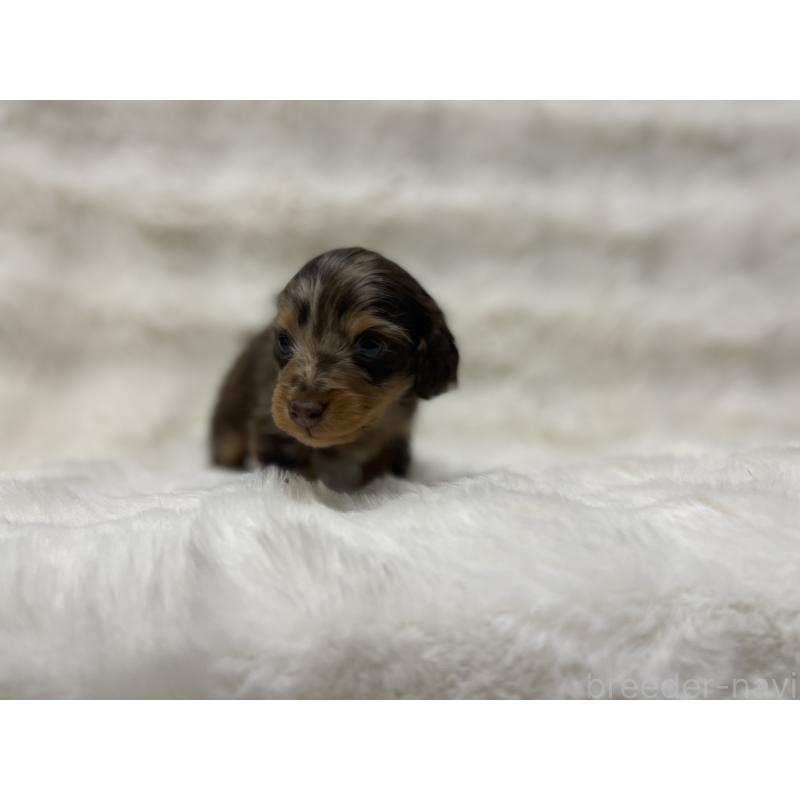 販売中の愛知県のミニチュアダックスフンド(ロングヘアード)-447702の4枚目