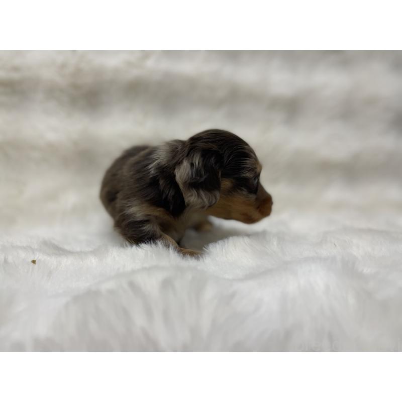 販売中の愛知県のミニチュアダックスフンド(ロングヘアード)-447702の3枚目