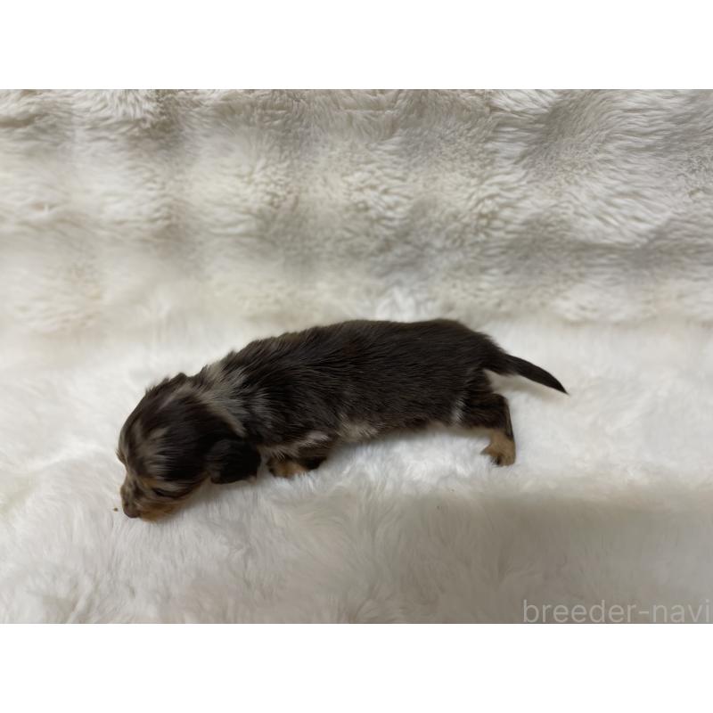 販売中の愛知県のミニチュアダックスフンド(ロングヘアード)-447702の2枚目