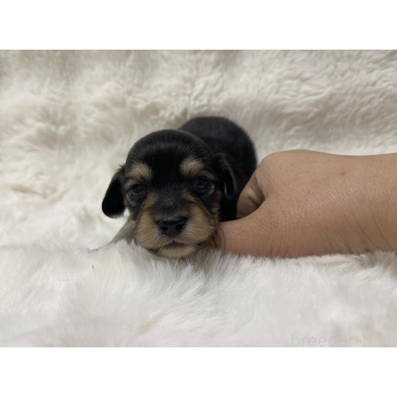 販売中の愛知県のチワックス:チワワ×ミニチュアダックスフンド-447704の4枚目