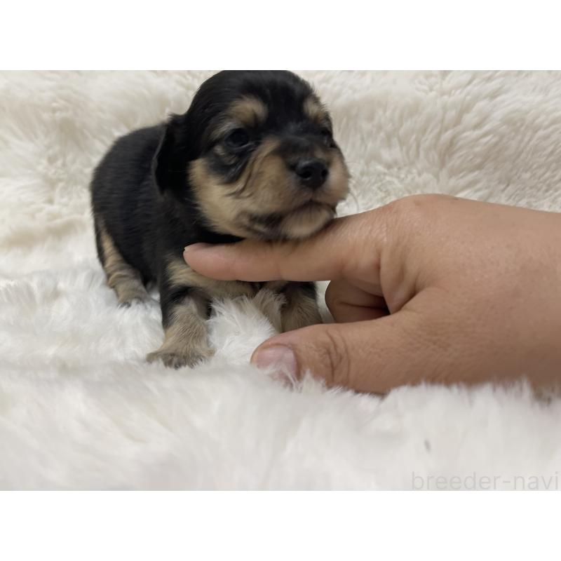 販売中の愛知県のチワックス:チワワ×ミニチュアダックスフンド-447704の3枚目