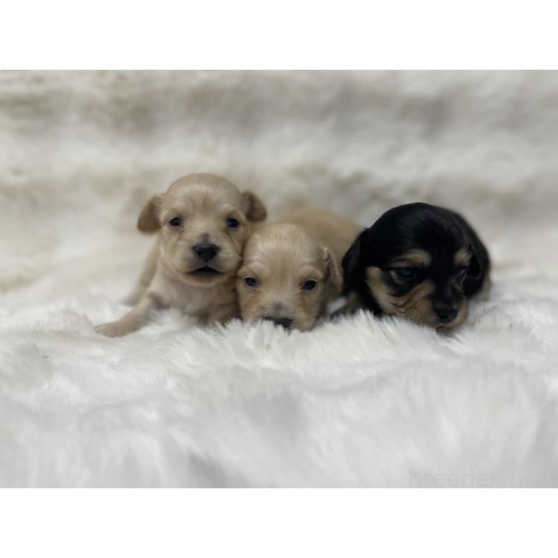 販売中の愛知県のチワックス:チワワ×ミニチュアダックスフンド-447704の2枚目