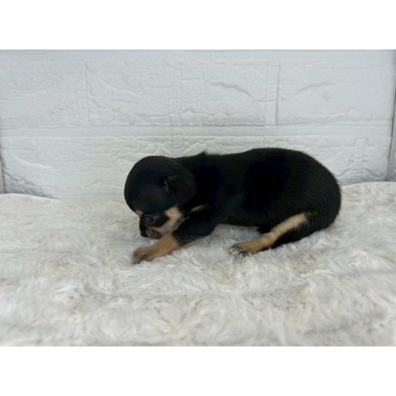 販売中の茨城県のチワワ(スムースコート)-447703の10枚目