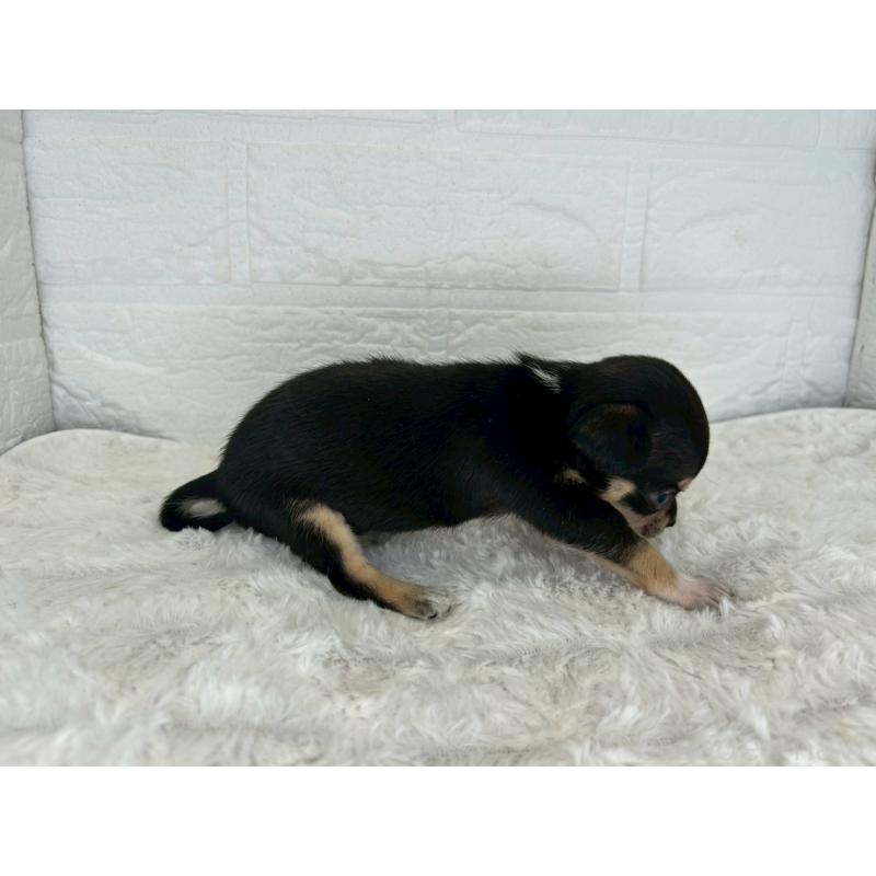 販売中の茨城県のチワワ(スムースコート)-447703の9枚目