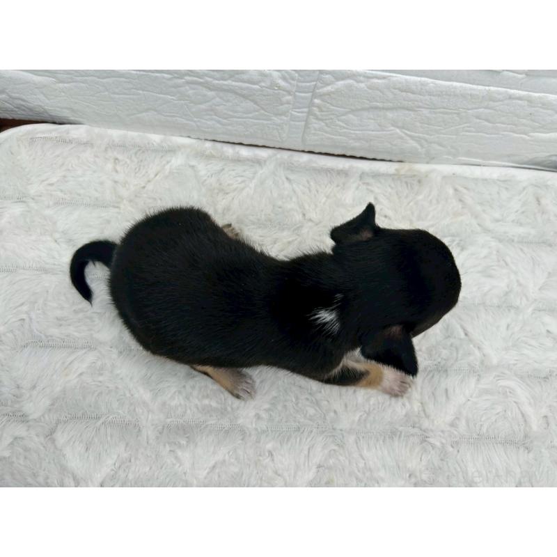 販売中の茨城県のチワワ(スムースコート)-447703の8枚目