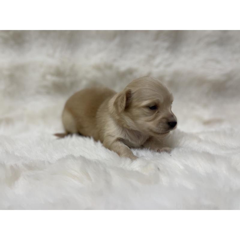 販売中の愛知県のチワックス:チワワ×ミニチュアダックスフンド-447706の4枚目