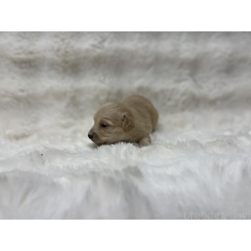 販売中の愛知県のチワックス:チワワ×ミニチュアダックスフンド-447706の3枚目