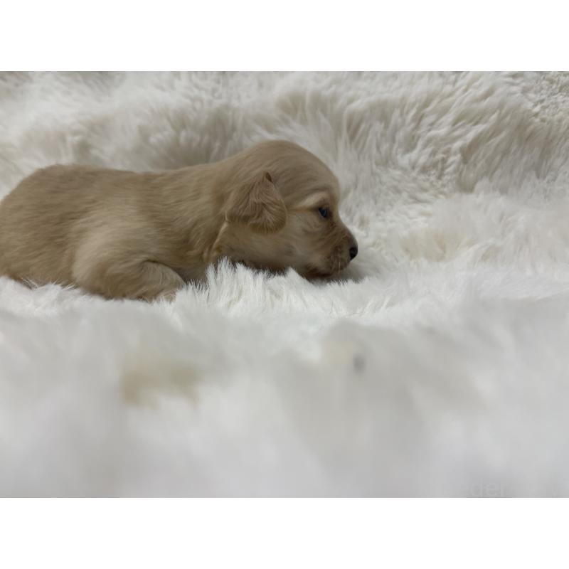 販売中の愛知県のチワックス:チワワ×ミニチュアダックスフンド-447707の4枚目