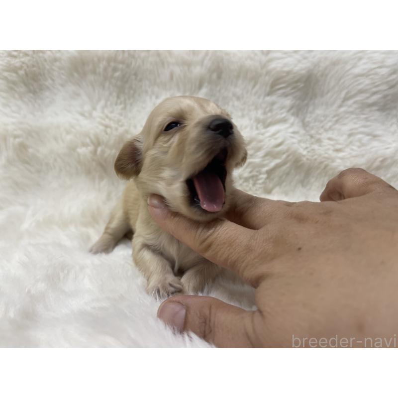 販売中の愛知県のチワックス:チワワ×ミニチュアダックスフンド-447707の2枚目