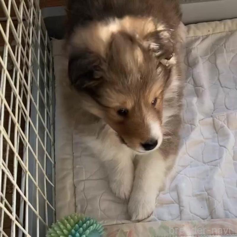 販売中の神奈川県のシェットランドシープドッグ(シェルティ)-447708の3枚目