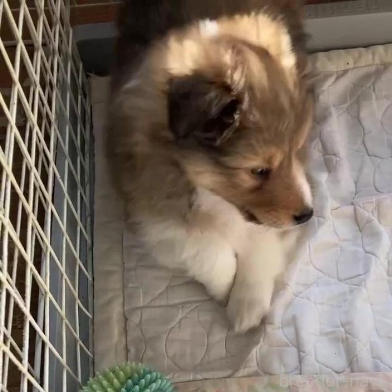 販売中の神奈川県のシェットランドシープドッグ(シェルティ)-447708の2枚目