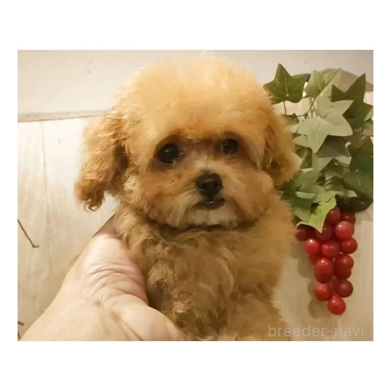 販売中の愛知県のティーカッププードル-436866の6枚目