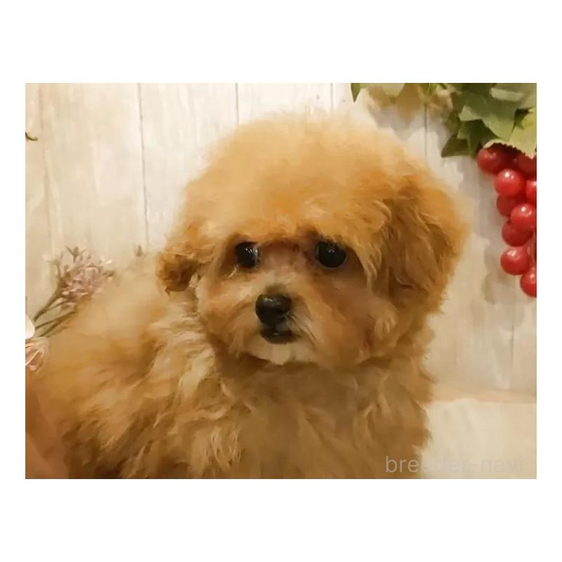 販売中の愛知県のティーカッププードル-436866の5枚目