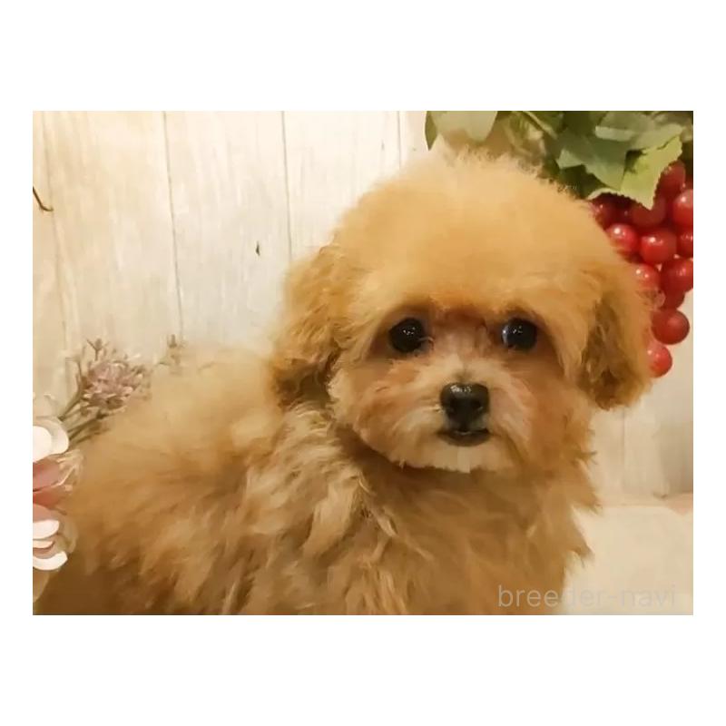 販売中の愛知県のティーカッププードル-436866の4枚目