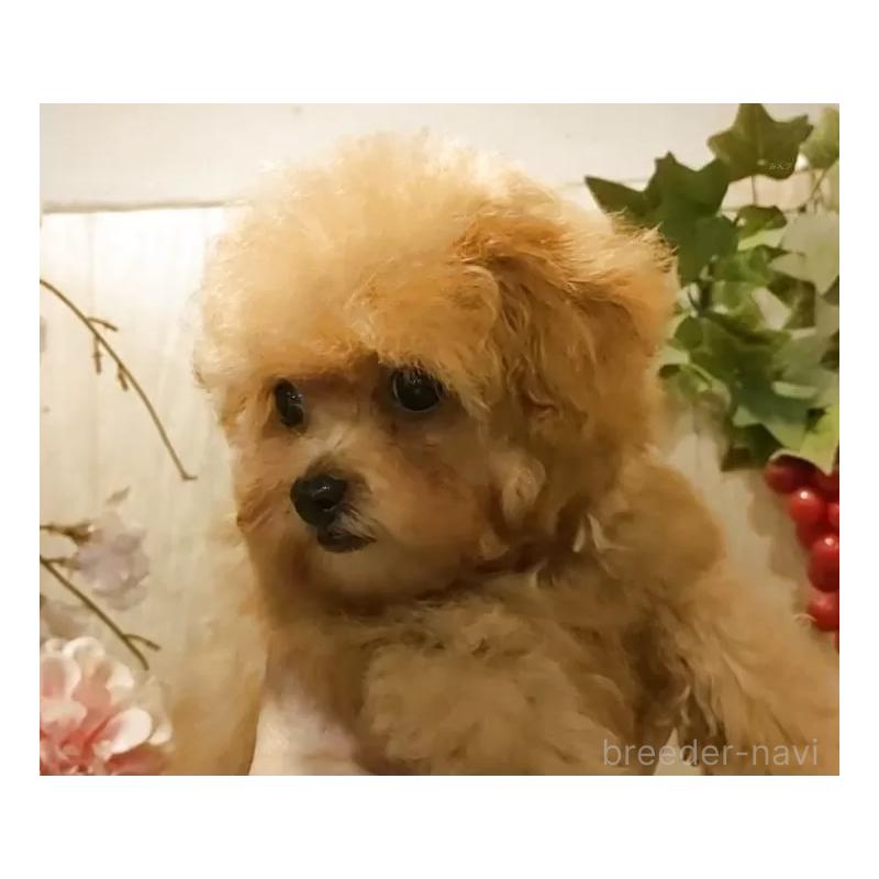 販売中の愛知県のティーカッププードル-436866の3枚目