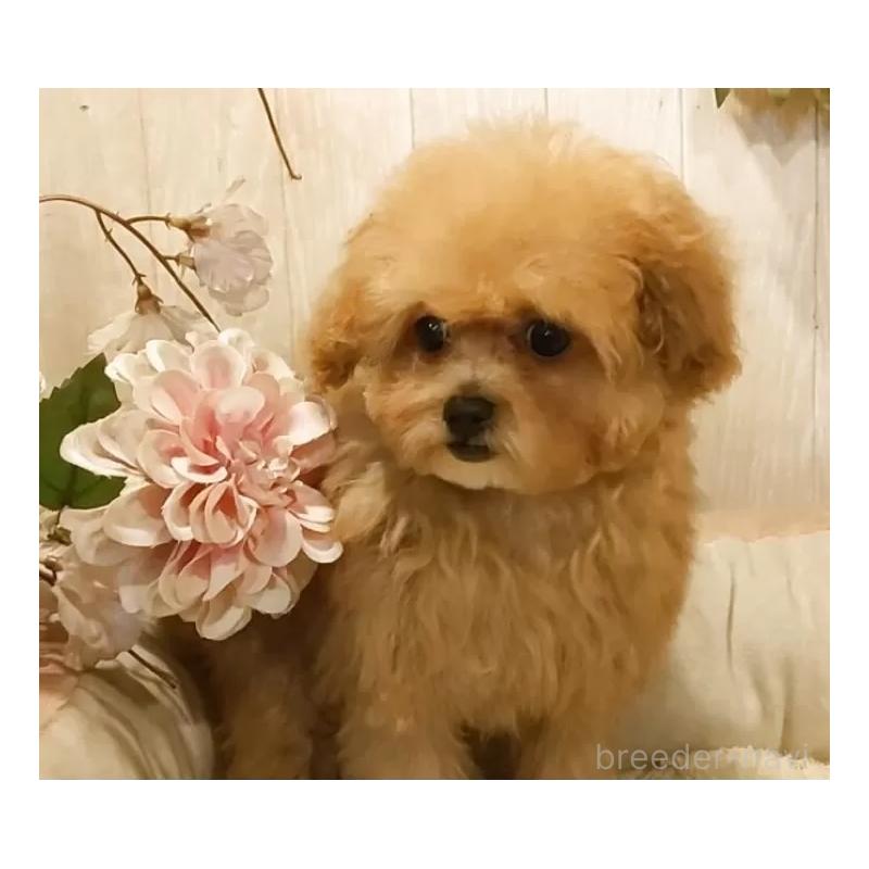 販売中の愛知県のティーカッププードル-436866の2枚目