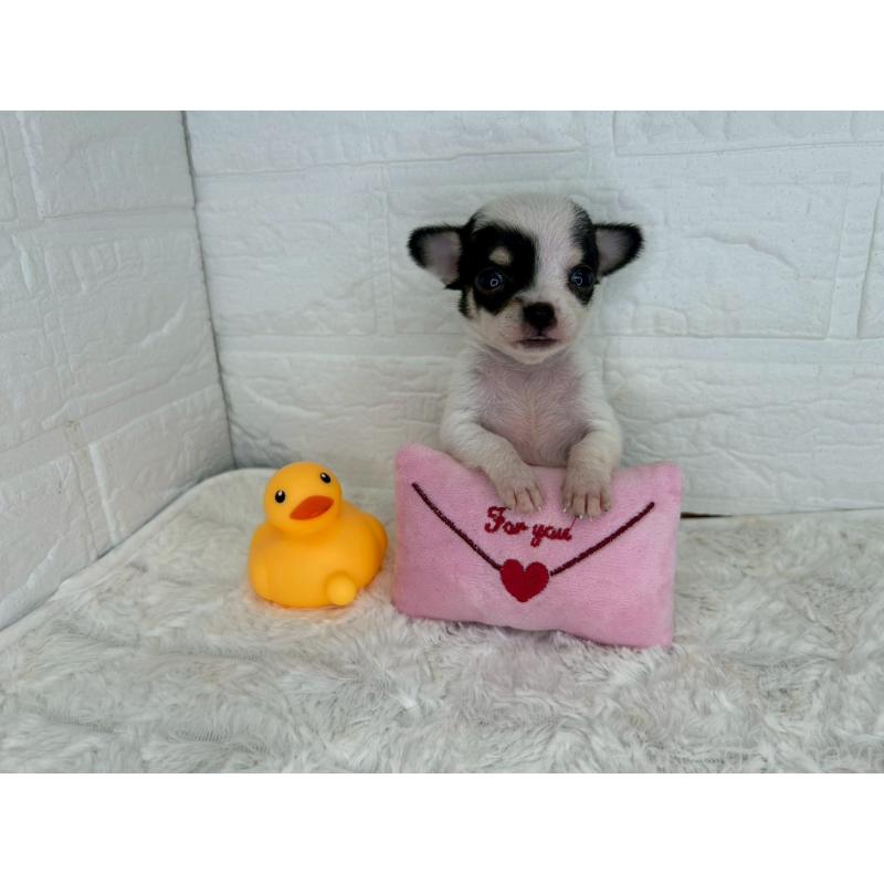 販売中の茨城県のチワワ(スムースコート)-447709の12枚目