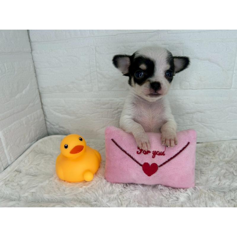 販売中の茨城県のチワワ(スムースコート)-447709の11枚目