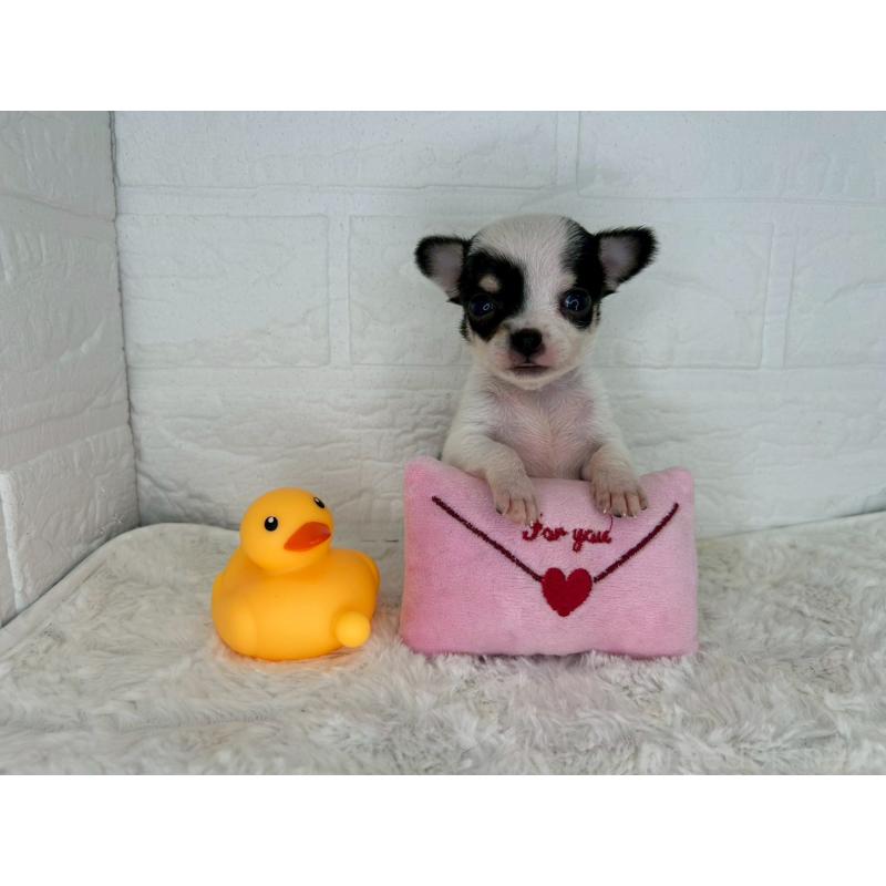 販売中の茨城県のチワワ(スムースコート)-447709の9枚目