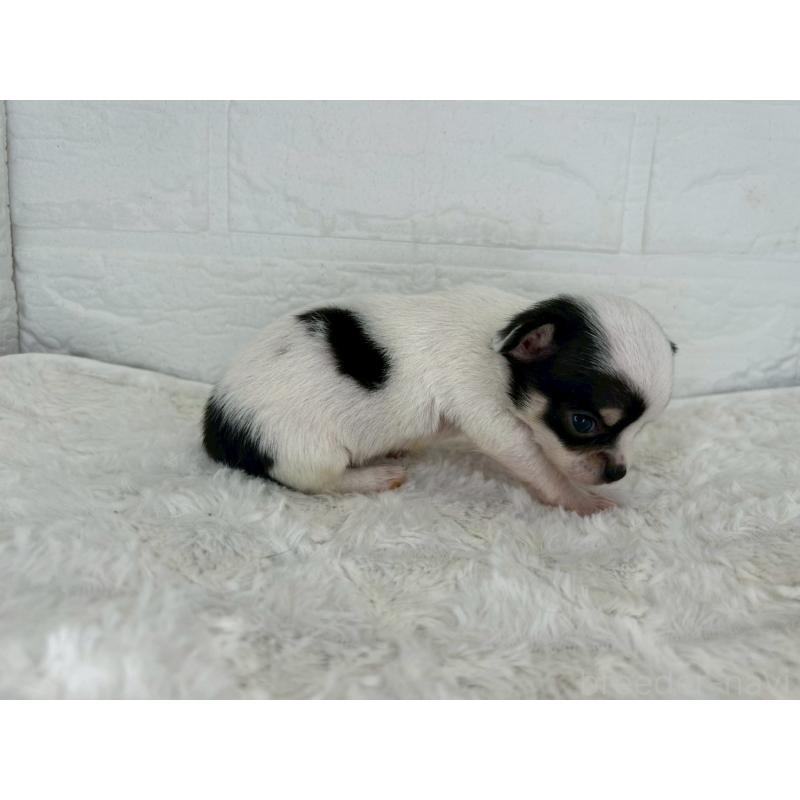 販売中の茨城県のチワワ(スムースコート)-447709の7枚目