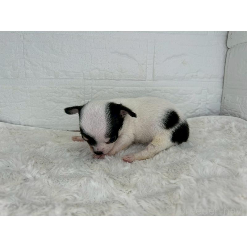 販売中の茨城県のチワワ(スムースコート)-447709の6枚目