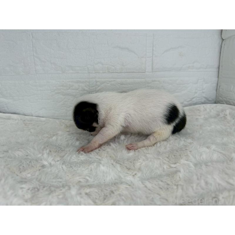 販売中の茨城県のチワワ(スムースコート)-447709の5枚目