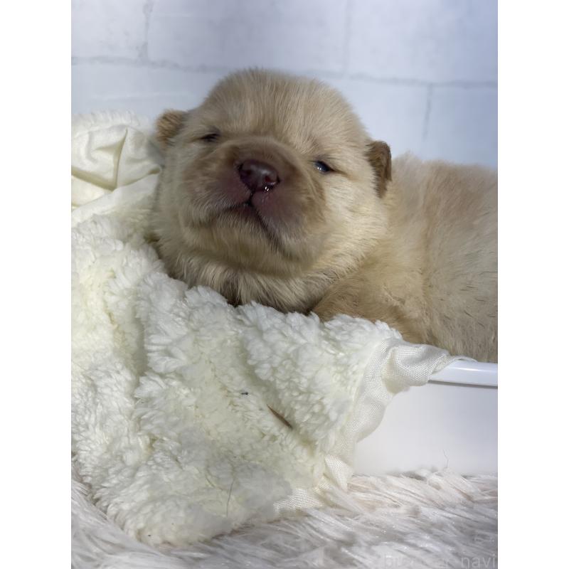 販売中の千葉県のチャウチャウ-447715の3枚目