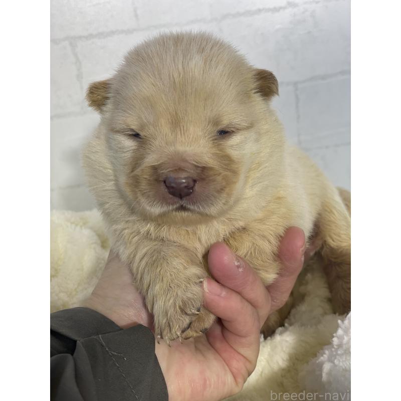 販売中の千葉県のチャウチャウ-447715の2枚目