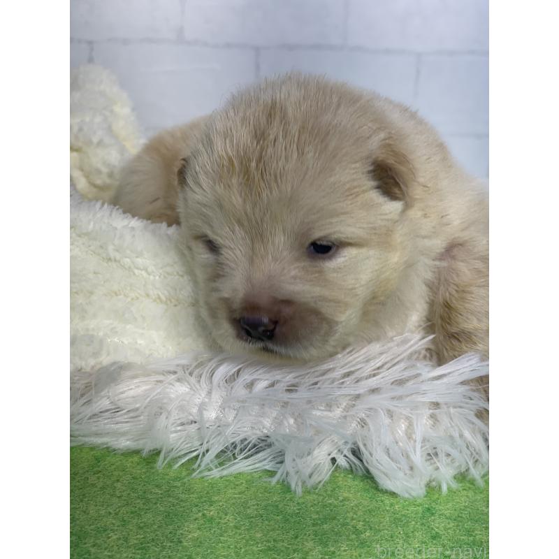 販売中の千葉県のチャウチャウ-447714の3枚目