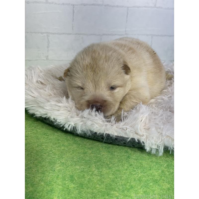 販売中の千葉県のチャウチャウ-447714の2枚目