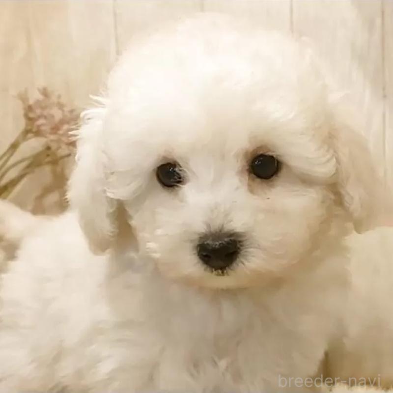 販売中の愛知県のティーカッププードル-443184