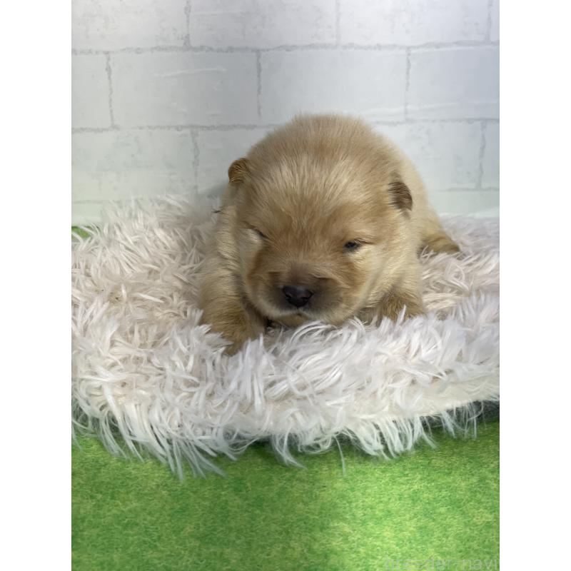 販売中の千葉県のチャウチャウ-447713の2枚目