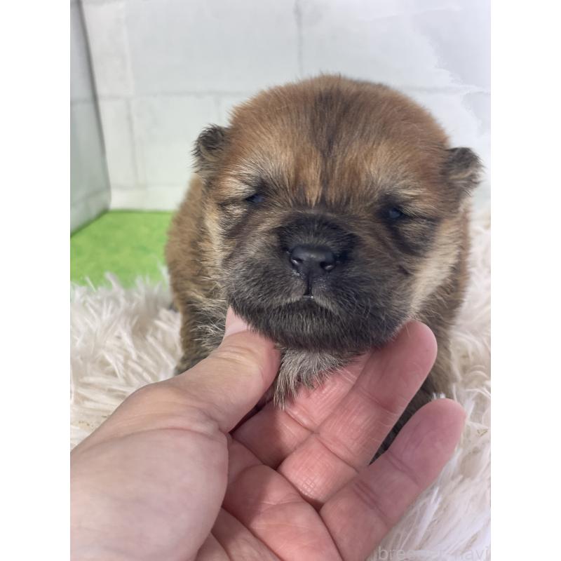 販売中の千葉県のチャウチャウ-447712の3枚目