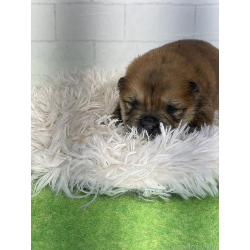 販売中の千葉県のチャウチャウ-447712の2枚目