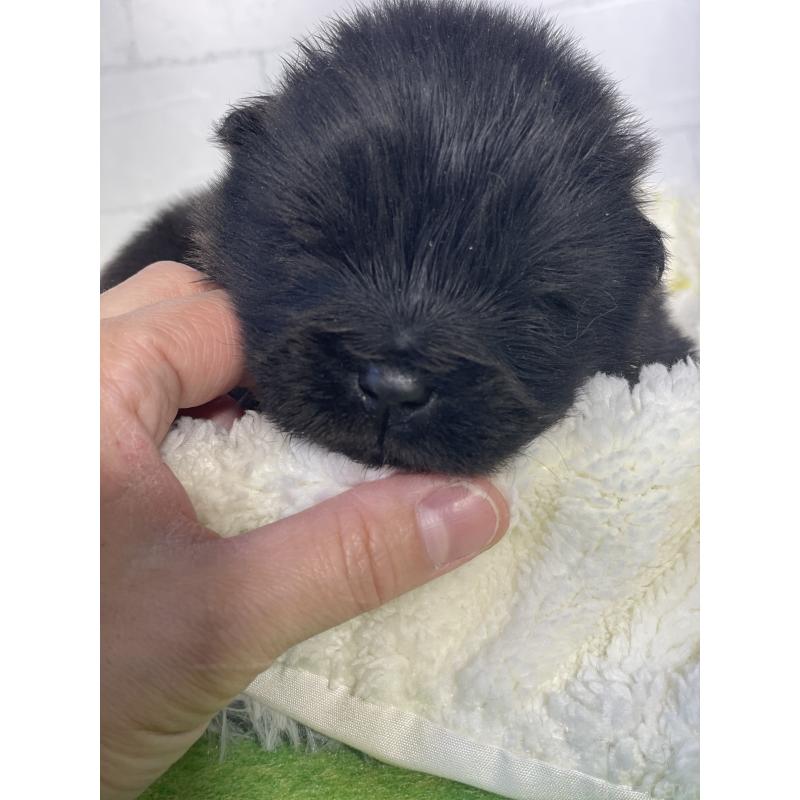 販売中の千葉県のチャウチャウ-447711の2枚目