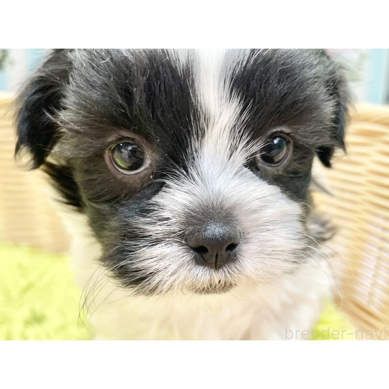 販売中の秋田県のマルシーズー:マルチーズ×シーズー-447723