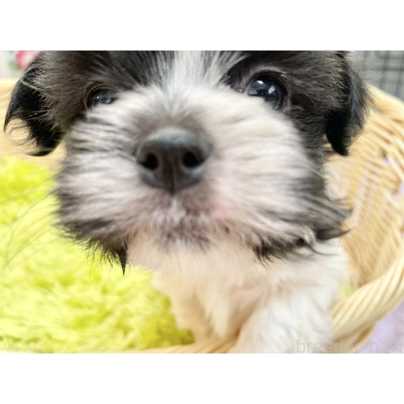 販売中の秋田県のマルシーズー:マルチーズ×シーズー-447723の15枚目