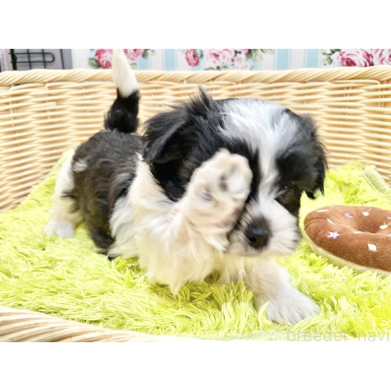 販売中の秋田県のマルシーズー:マルチーズ×シーズー-447723の14枚目