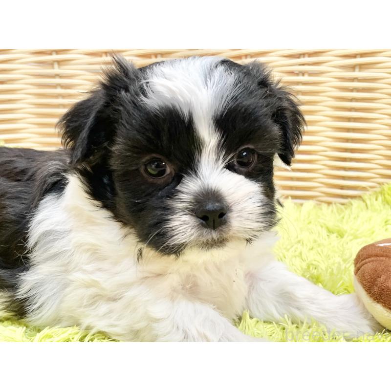 販売中の秋田県のマルシーズー:マルチーズ×シーズー-447723の13枚目