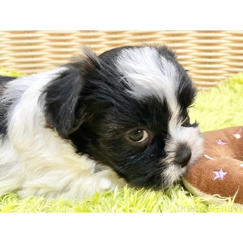 販売中の秋田県のマルシーズー:マルチーズ×シーズー-447723の12枚目