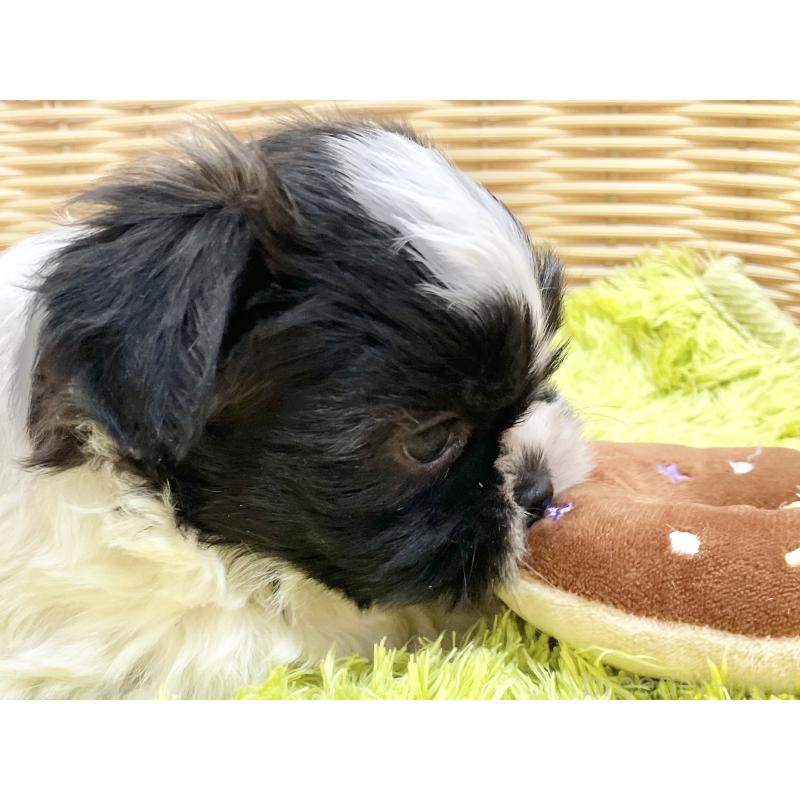 販売中の秋田県のマルシーズー:マルチーズ×シーズー-447723の11枚目