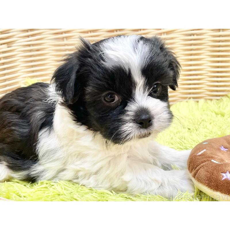 販売中の秋田県のマルシーズー:マルチーズ×シーズー-447723の10枚目