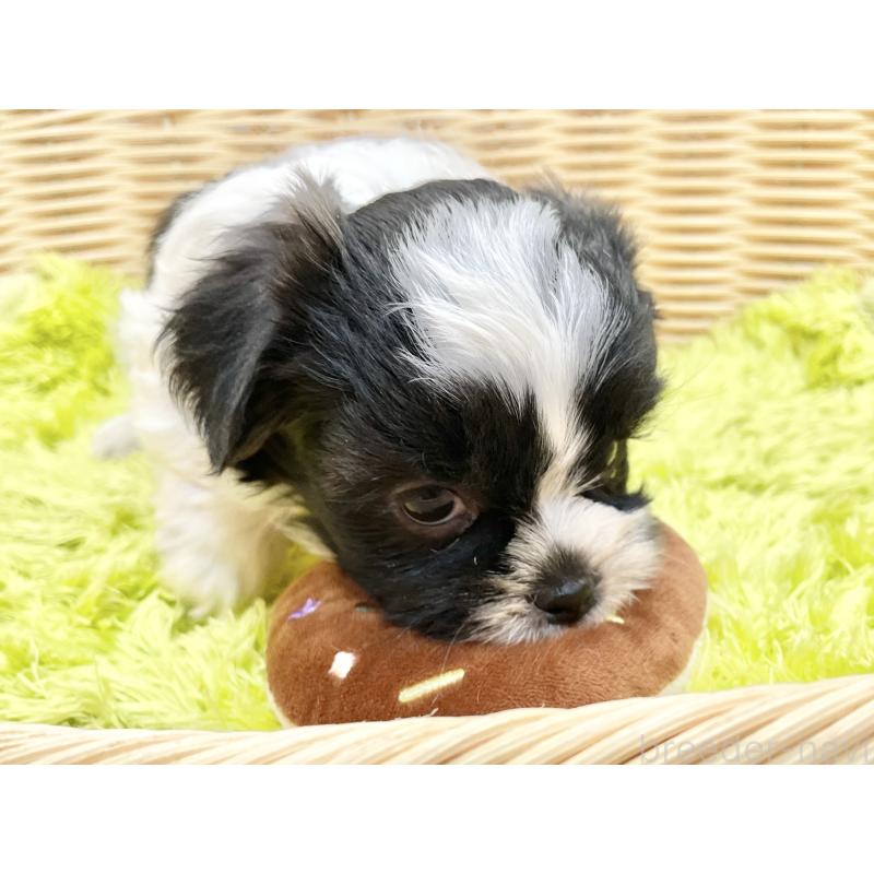 販売中の秋田県のマルシーズー:マルチーズ×シーズー-447723の9枚目