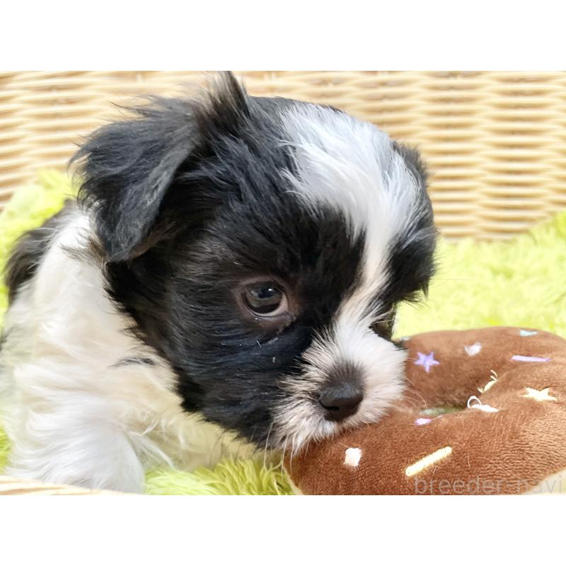 販売中の秋田県のマルシーズー:マルチーズ×シーズー-447723の8枚目