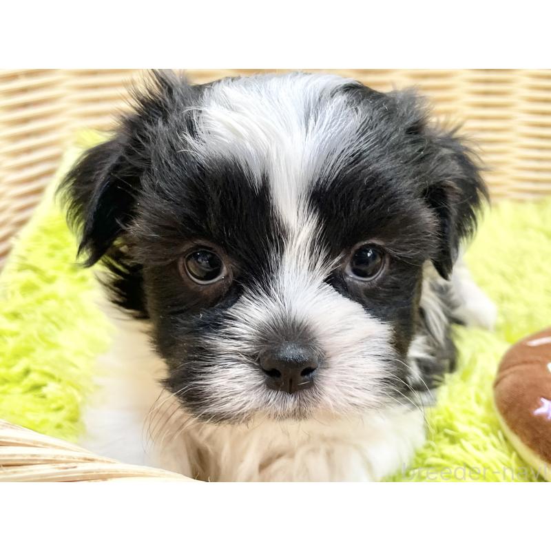 販売中の秋田県のマルシーズー:マルチーズ×シーズー-447723の6枚目