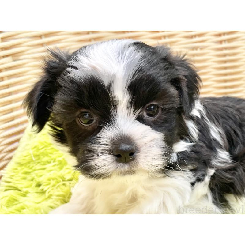 販売中の秋田県のマルシーズー:マルチーズ×シーズー-447723の5枚目