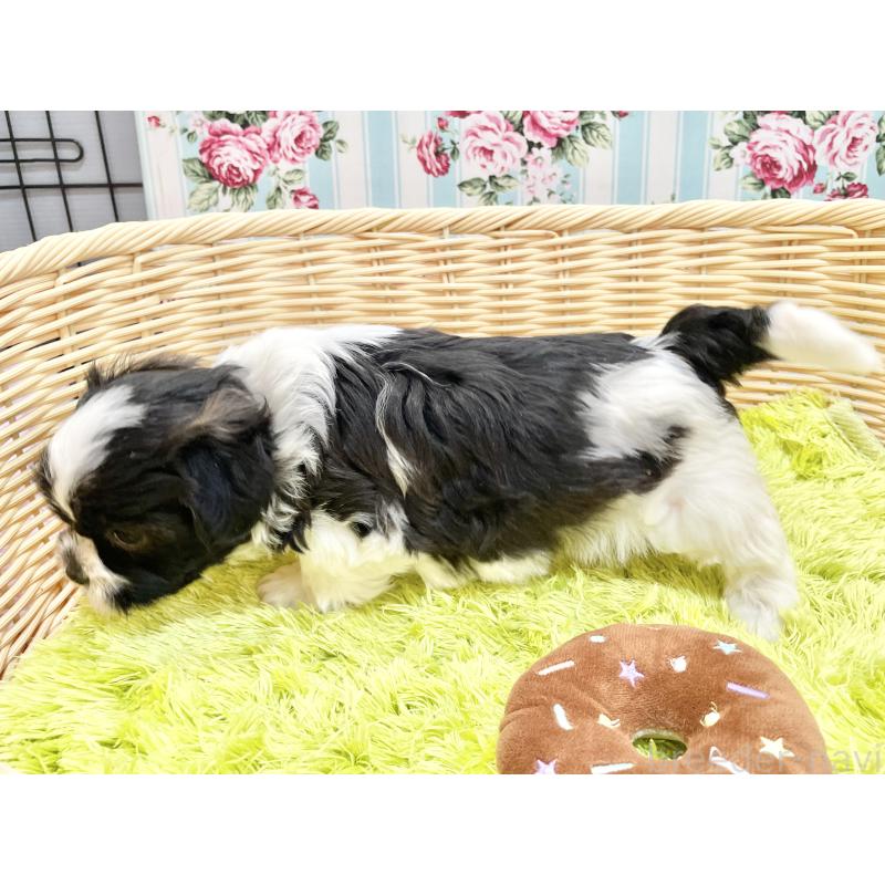 販売中の秋田県のマルシーズー:マルチーズ×シーズー-447723の4枚目