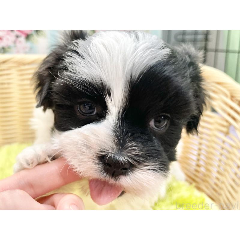 販売中の秋田県のマルシーズー:マルチーズ×シーズー-447721の14枚目