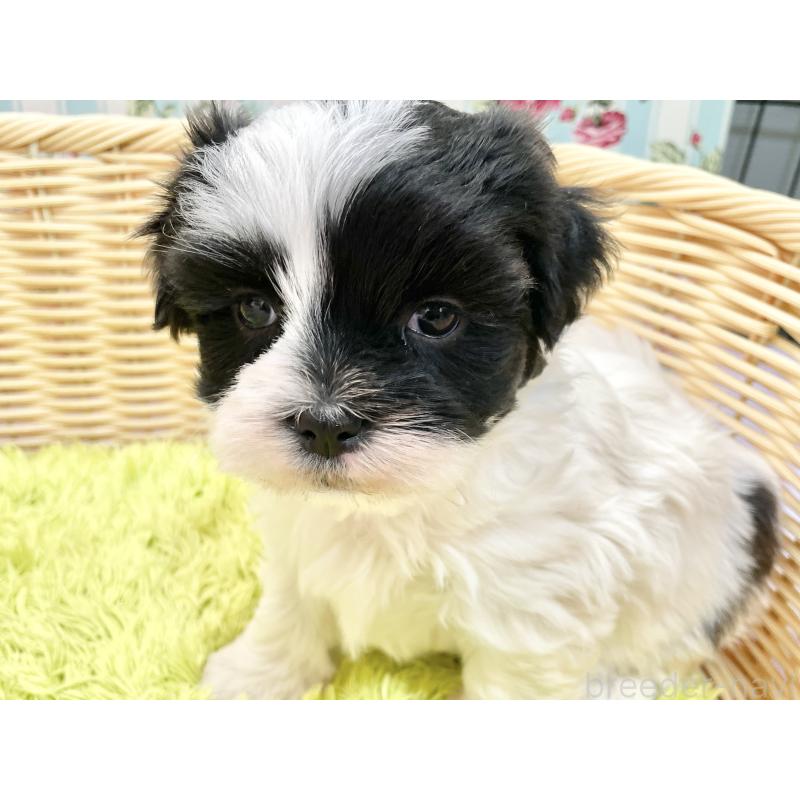 販売中の秋田県のマルシーズー:マルチーズ×シーズー-447721の12枚目